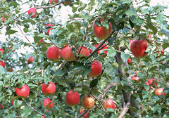蘋果有怎樣的美食做法，在制作的過程中需要注意些什么？